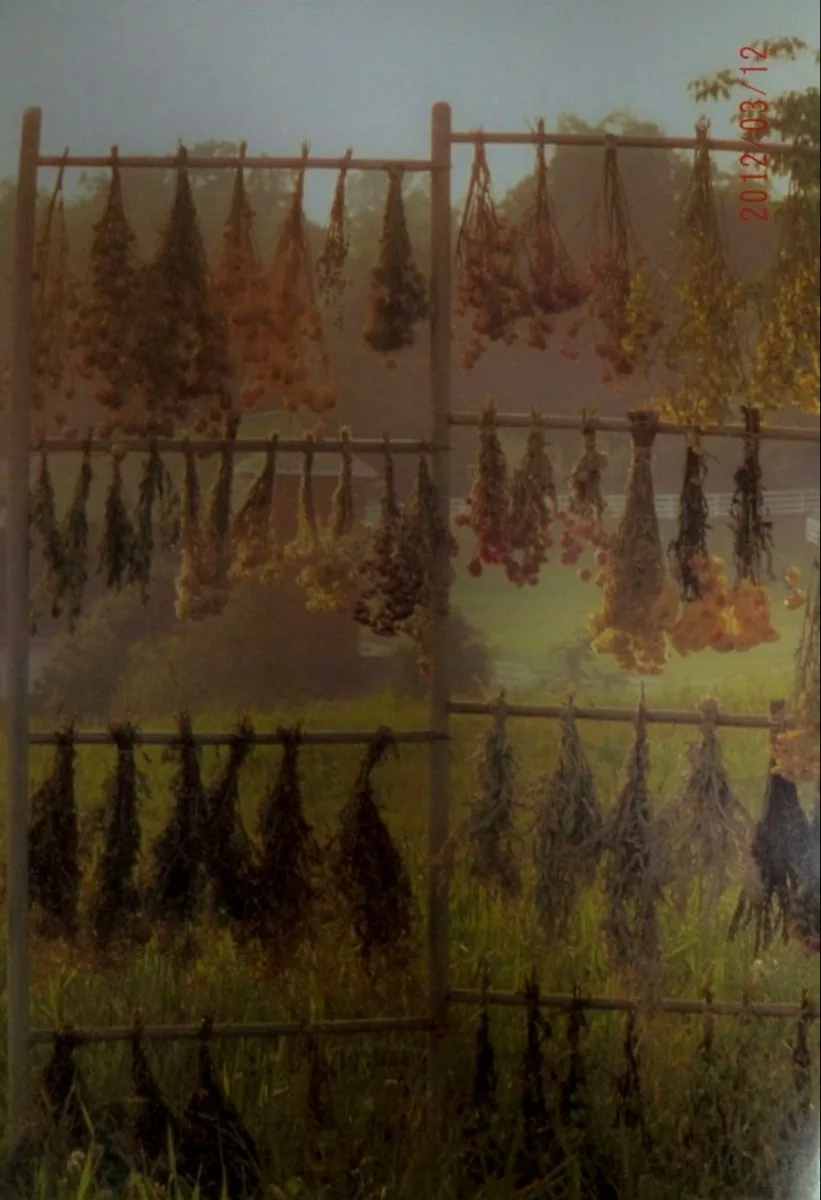 Herbs drying in the shade